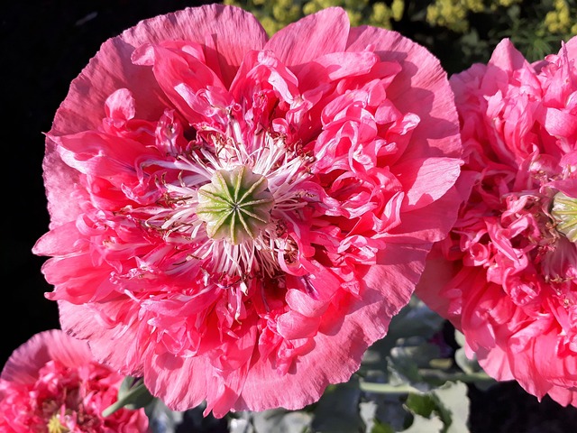 Flor De Amapola, Lleno De Amapolas
