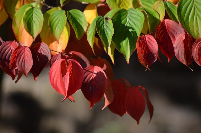 Otoño, Sale De, Otoño De Oro