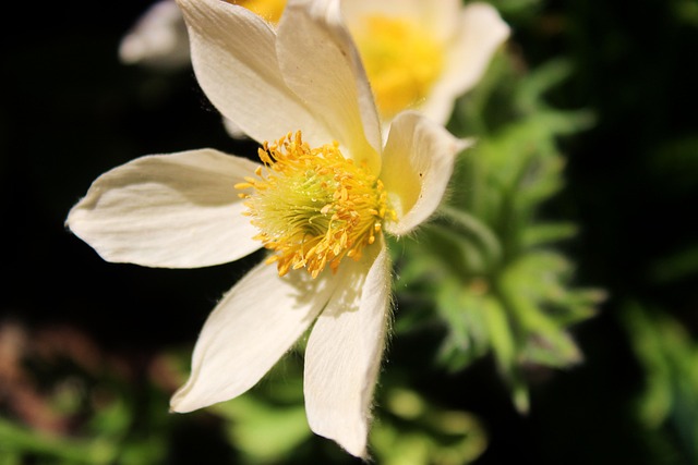 Free Anemone Anemones photo and picture