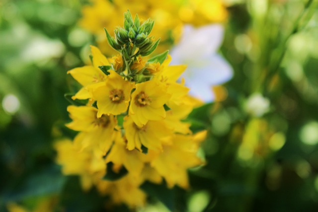 Free Flower Yellow Flower photo and picture