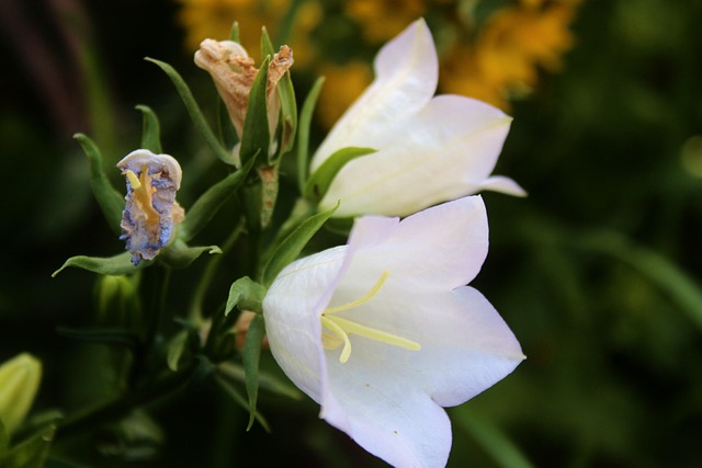 Free Flower Bell Flower photo and picture