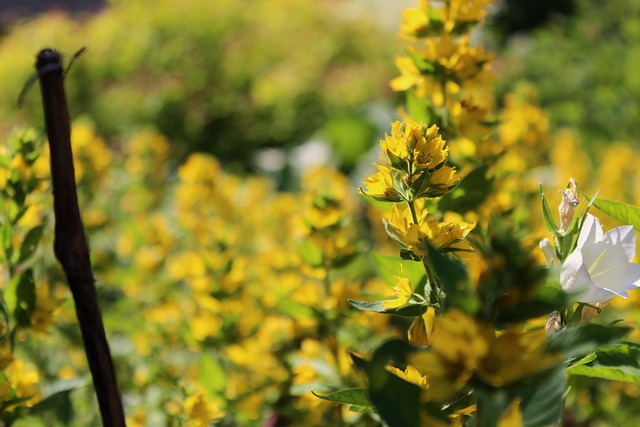 Free Yellow Flower Flower photo and picture
