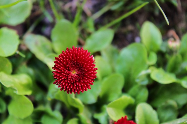 Free Daisy Red Daisy photo and picture