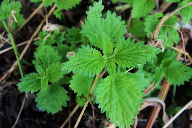 Free Nettle Herbs photo and picture