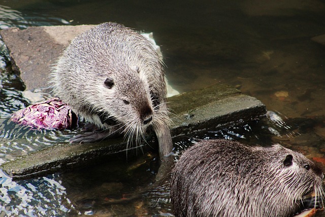 Free Nutria Nutrie photo and picture