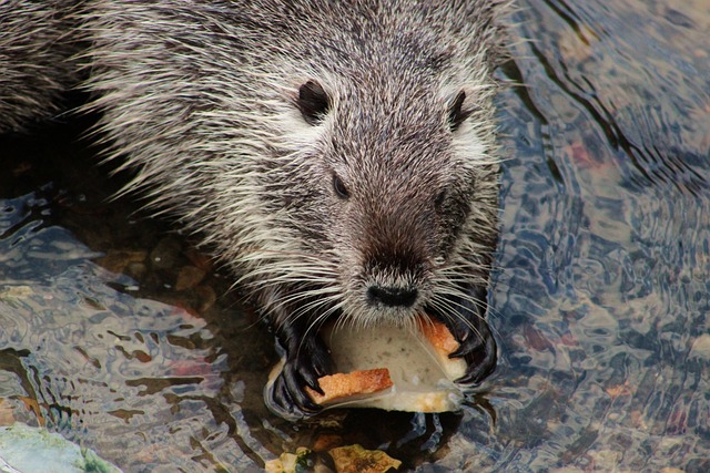 Free Nutria Rodent photo and picture