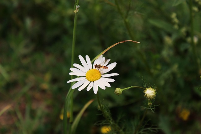Free Daisy Flower Background photo and picture