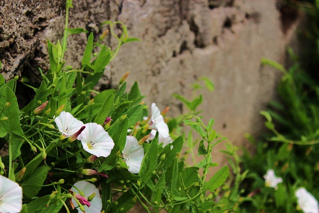Free Flower White Flower photo and picture