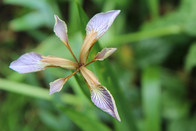 Free Iris Iris Wild photo and picture
