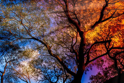 Baum, Sonnenstrahl, Strahlen