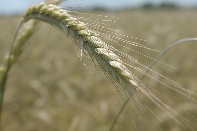 Free Rye Cereal photo and picture