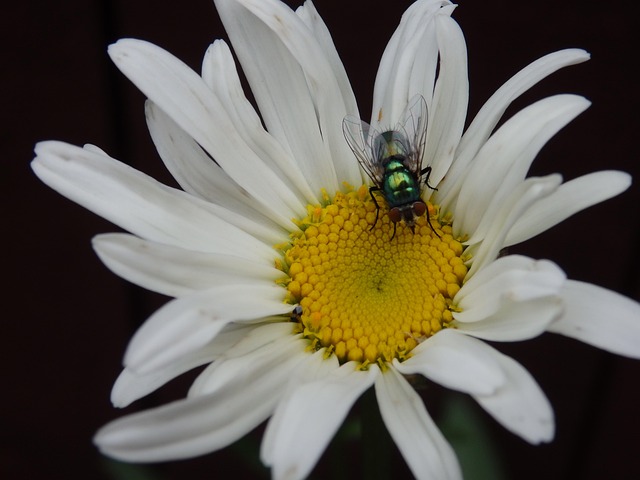 Margaretă, Floare, A Zbura, Gândac