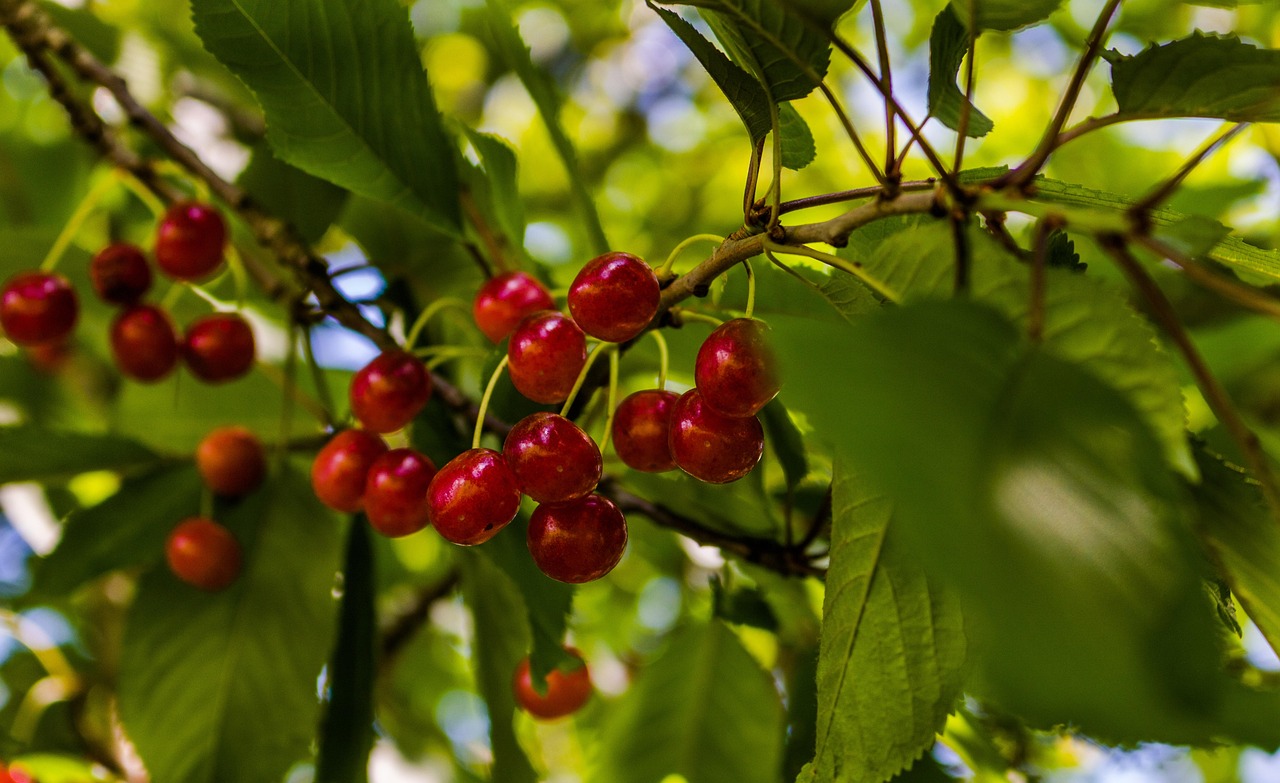Cherry Tree Spring Free photo on Pixabay Pixabay