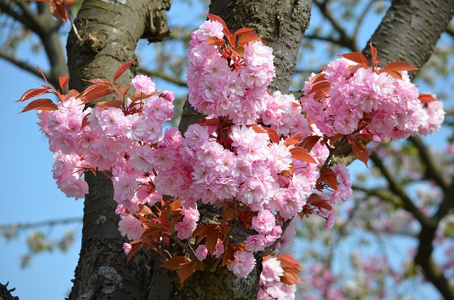 Flor De Cerezo, Flor De Cerezo Japonés