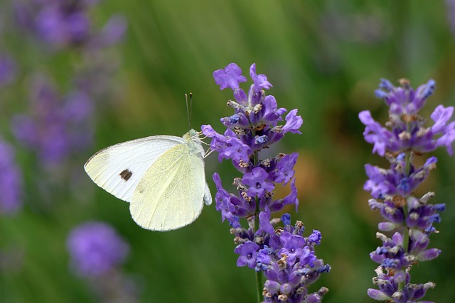 gonepteryx rhamni, butterfly, lavender, insect, nature, close up, garden, lavender, lavender, lavender, lavender, lavender, nature