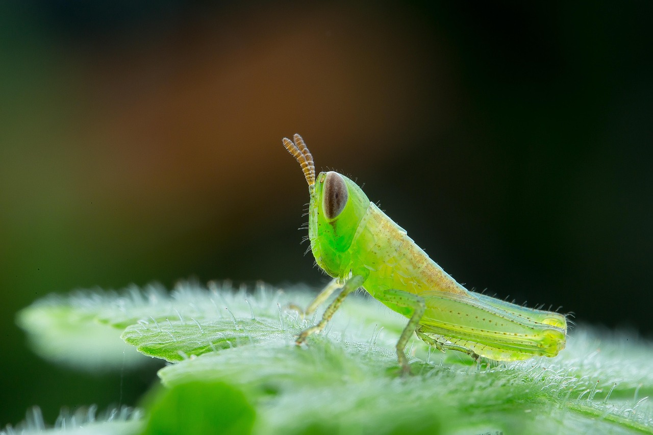 Insects Macro Green - Free photo on Pixabay - Pixabay