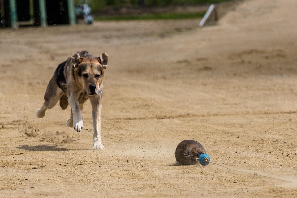 Dog, Runs, Dog Racing, Dog Runs, Action