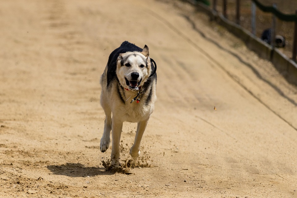 Dog Runs Racing - Free photo on Pixabay - Pixabay