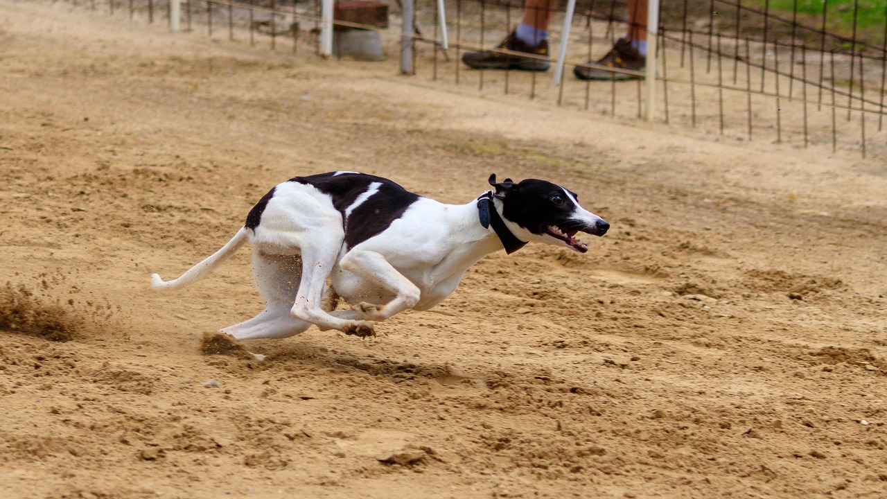 Dog Runs Racing - Free photo on Pixabay - Pixabay