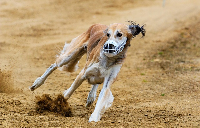 Hond, Loopt, Dog Racing, Natuur