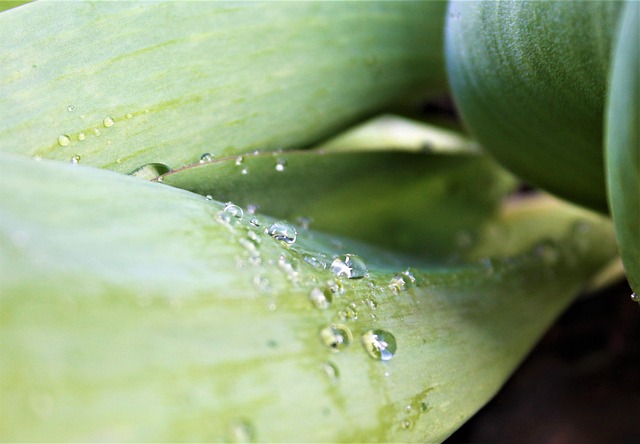 Vanddråbe, Grøn Plante, Regndråbe