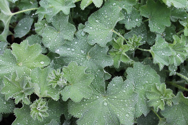 Vanddråbe, Grøn Plante, Regndråbe