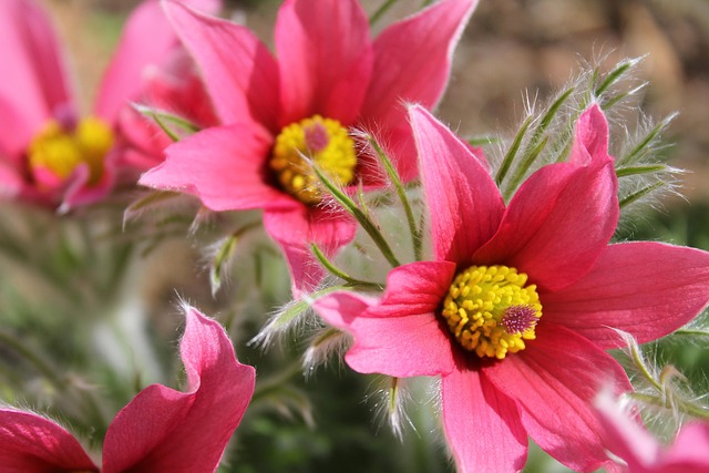 Køkken Klemme, Pulsatilla Vulgaris