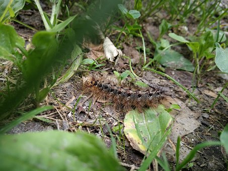 Free Caterpillar Animal photo and picture