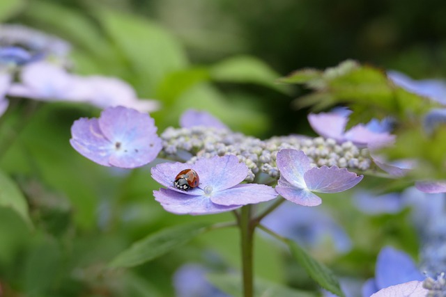 Hortênsia, Azul, Hortênsia Azul