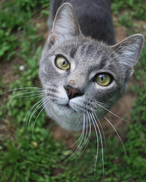 Free Cat Feline photo and picture