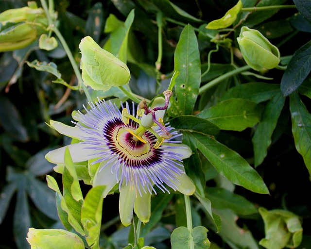 Free Passion Flower Flower photo and picture