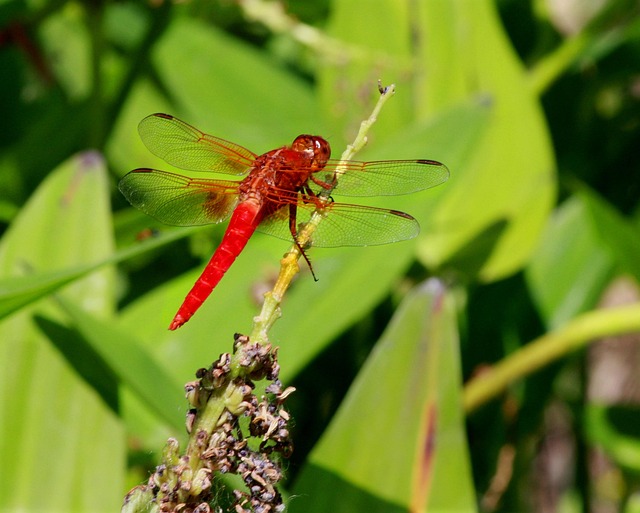 Free Dragonfly Red photo and picture