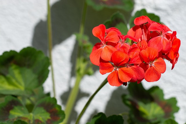 Free Geranium Red photo and picture