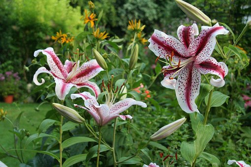 Free Lily Flower Wallpaper photo and picture