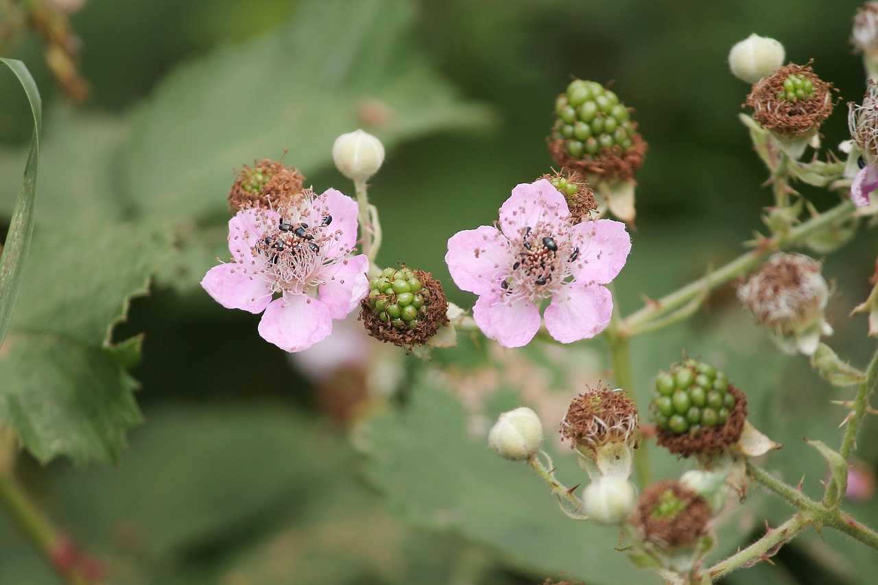 Blackberries Blackberry Blossom Free photo on Pixabay Pixabay