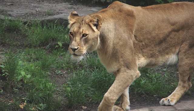 Free Lion Zoo photo and picture