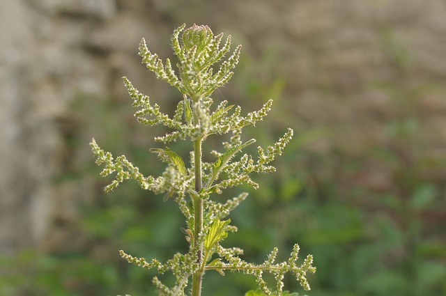 Free Nettle Bush photo and picture