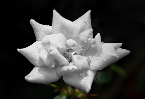 Weiße Rose, Knockout, Blumentapete