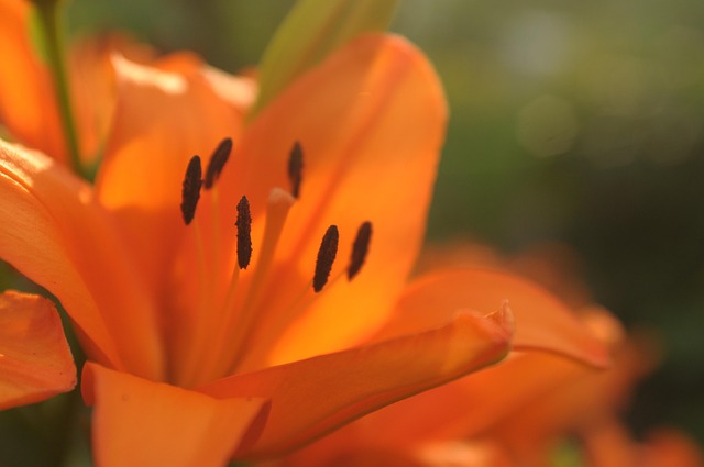 Free Lily Flower Background photo and picture