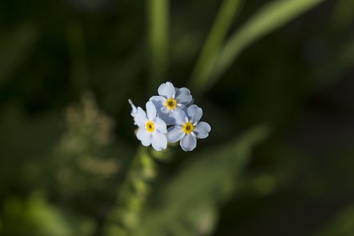 Free Flowers Small photo and picture