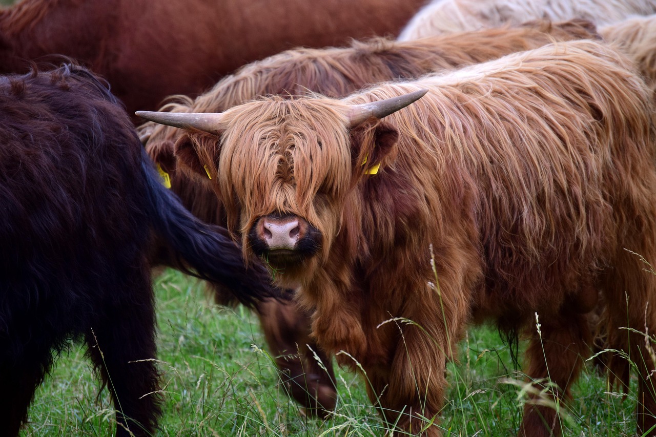 Herd - free online jigsaw puzzle photo