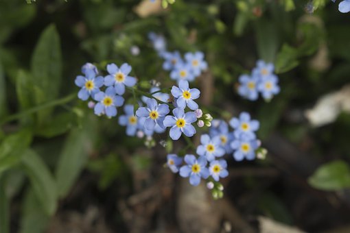 Free Forget-Me-Nots Summer photo and picture