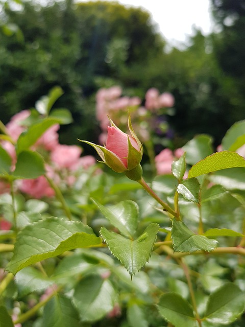Free Roses Pink photo and picture