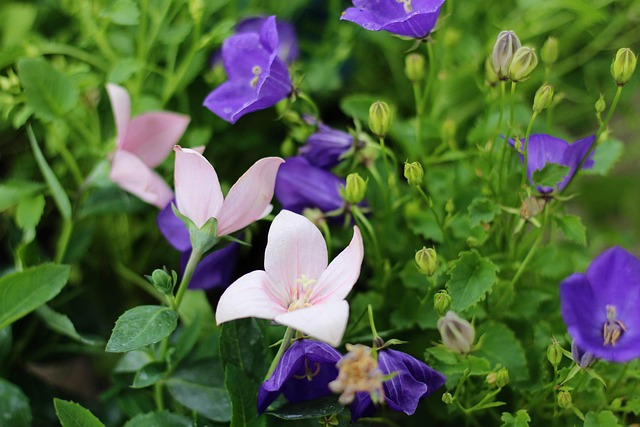 Free Flowers Ringtones photo and picture