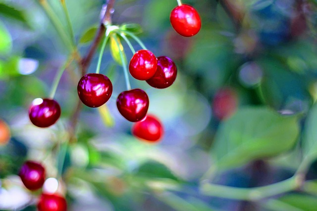 Free Cherry Cherries photo and picture
