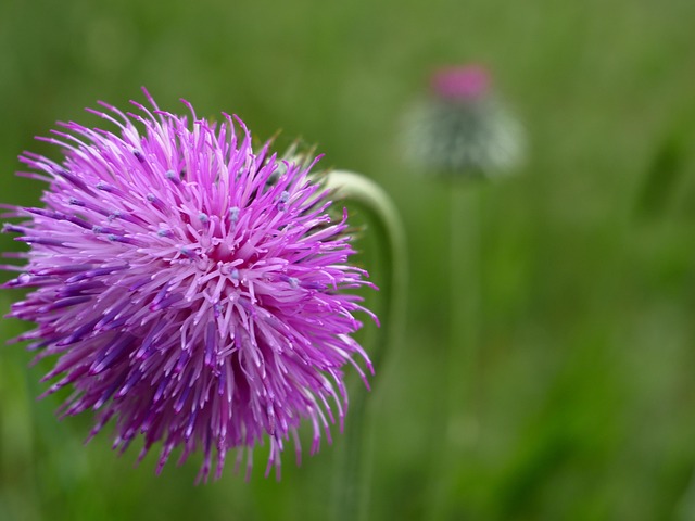 Free Nature Flower photo and picture