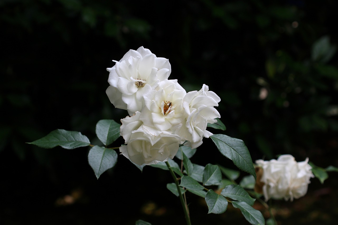 Rose Blanche Fleur Photo gratuite sur Pixabay Pixabay