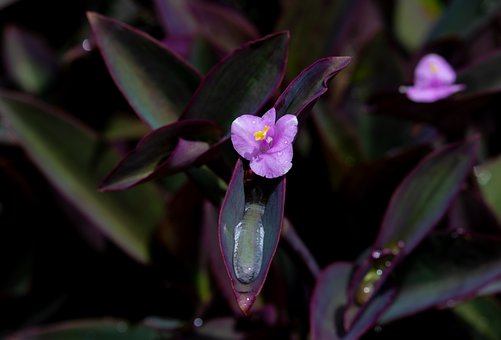 Lila Herz, Setcreasea Pallida