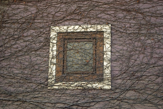 Free Window Branches photo and picture