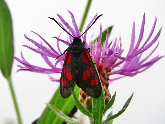 Burnet, Sommerfugl, Insekt, Bloddråben